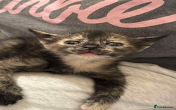 Mixed Breed cats for sale: ** ready to leave now 9 wks , 2 beautiful girls ** - Image 6