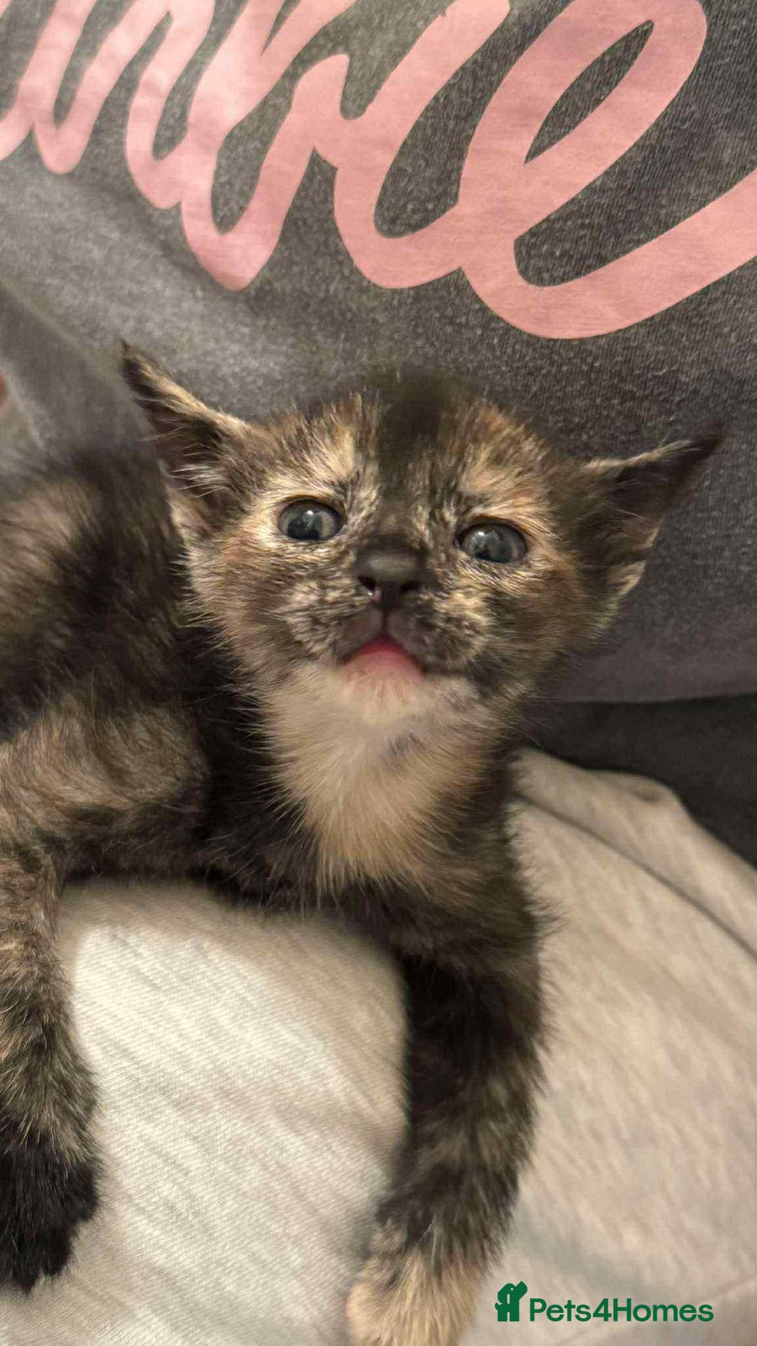 Mixed Breed cats for sale: ** ready to leave now 9 wks , 2 beautiful girls ** - Image 6