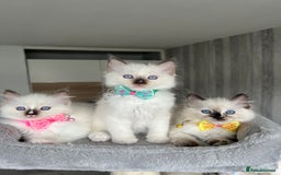 Ragdoll cats for sale: Registered Ragdoll kittens LAST GIRL HCM/PKD clear - Image 36