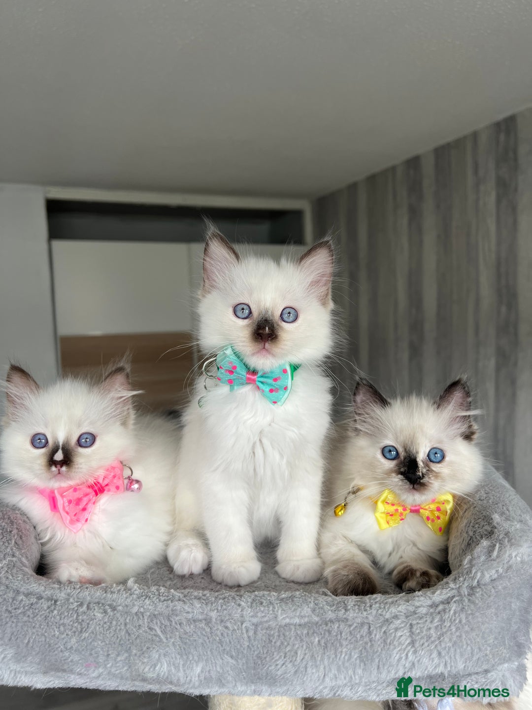 Ragdoll cats for sale: Registered Ragdoll kittens LAST GIRL HCM/PKD clear - Image 36