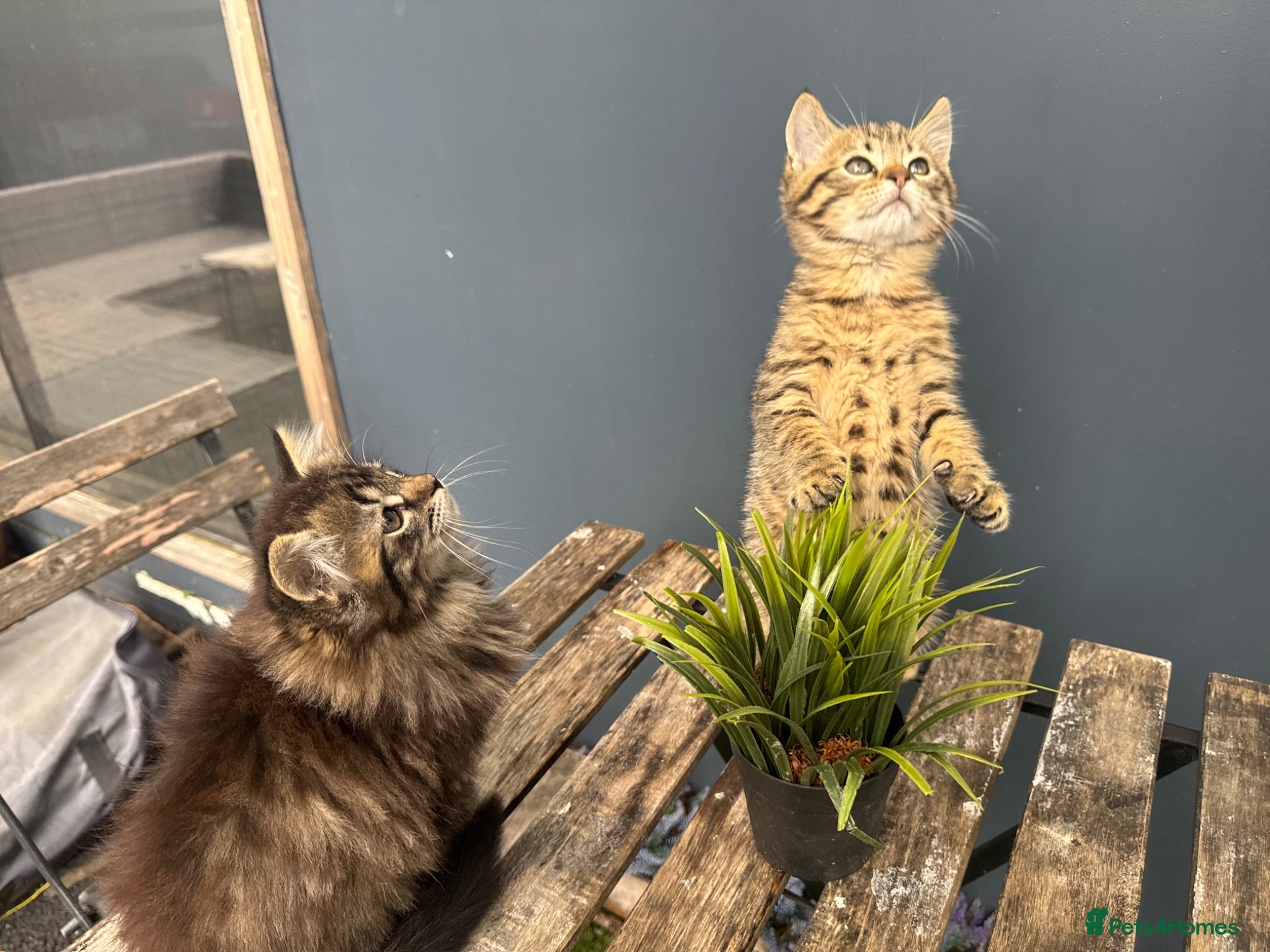 Mixed Breed cats Beautiful bonded pair of kittens (boy and girl) - Advert 9