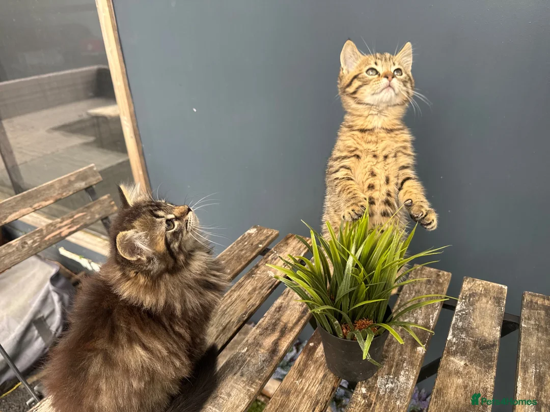 Mixed Breed cats for sale: Beautiful bonded pair of kittens (boy and girl) in Oldbury - Advert 1