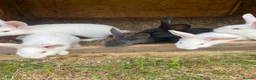 New Zealand rabbits for sale: Rabbits for sale very nice and very friendly with  - Advert 3