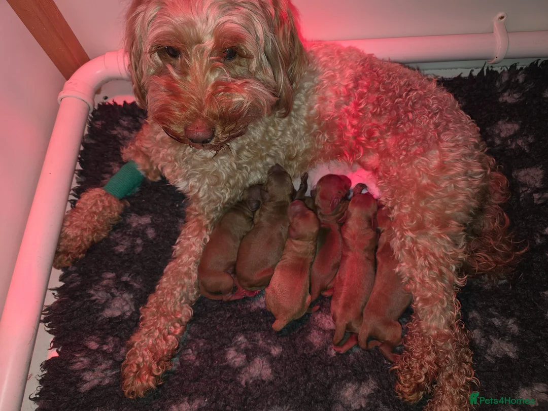 Cockapoo dogs for sale: FULLY HEALTH TESTED COCKAPOOS in Cardiff - Advert 2