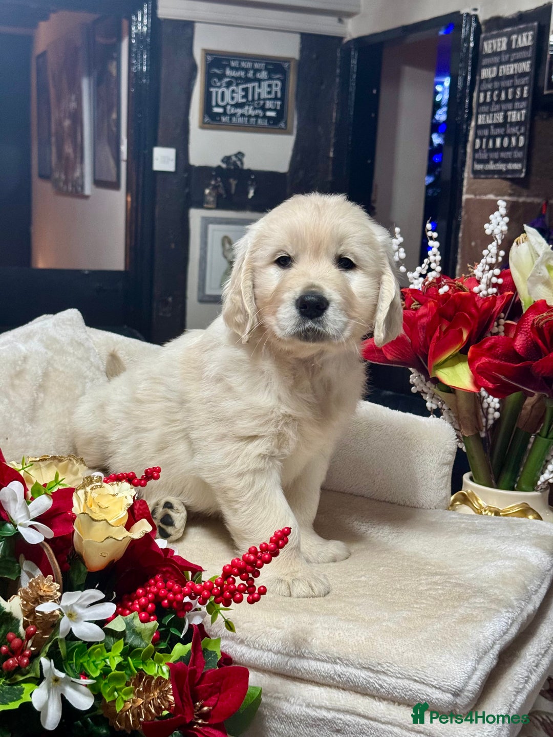 Golden Retriever dogs for sale: 10 gorgeous kc reg golden retriever puppies  - Advert 8