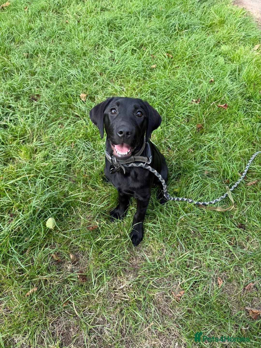 Labrador Retriever dogs for sale: Beautiful black lab bitch for sale  - Advert 1