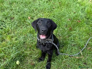 Labrador Retriever dogs Beautiful black lab bitch for sale - Advert 6