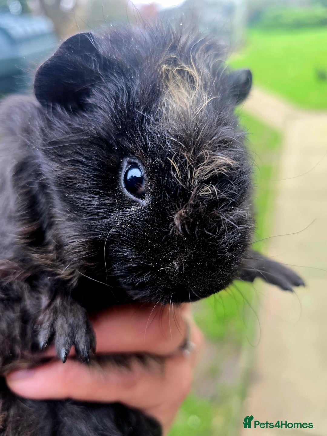 Guinea Pig rodents for sale: Female baby Guinea pig  - Advert 5