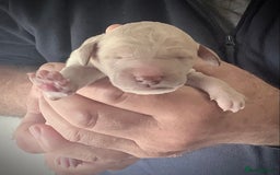 Standard Poodle dogs for sale: KC Standard Poodle Puppies - Image 10