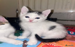 Domestic Shorthair cats for sale: Male Kitten for sale - Advert 1