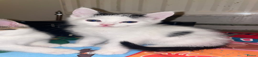 Domestic Shorthair Kitten 1