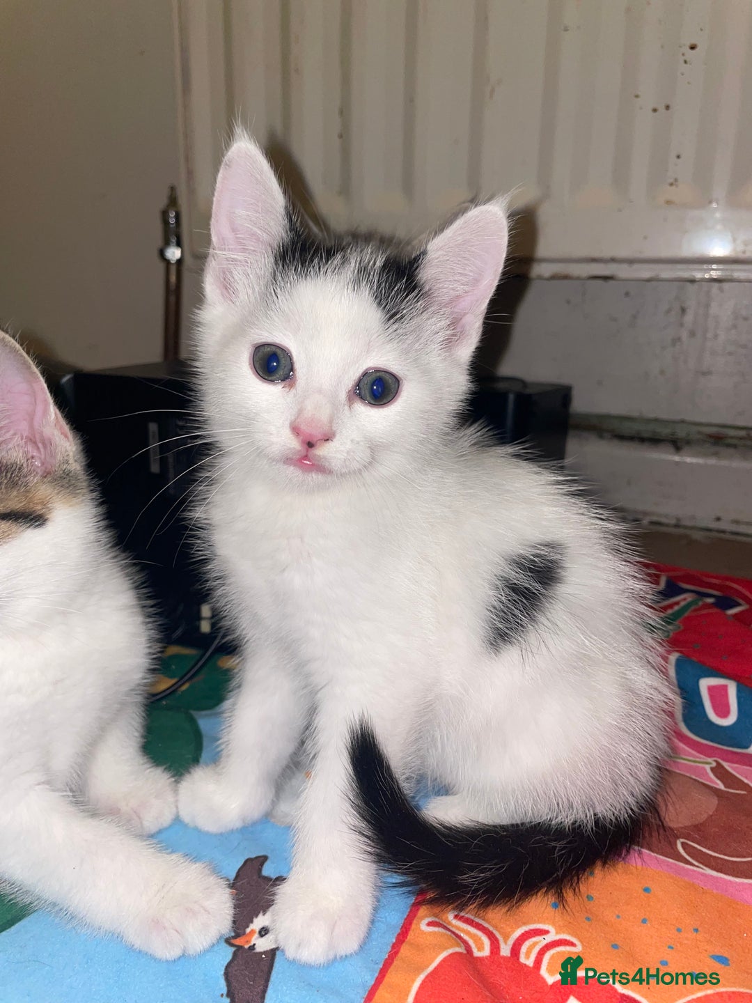 Domestic Shorthair cats for sale: Male Kitten for sale - Advert 1