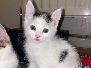 Domestic Shorthair cats for sale: Male Kitten for sale - Advert 1