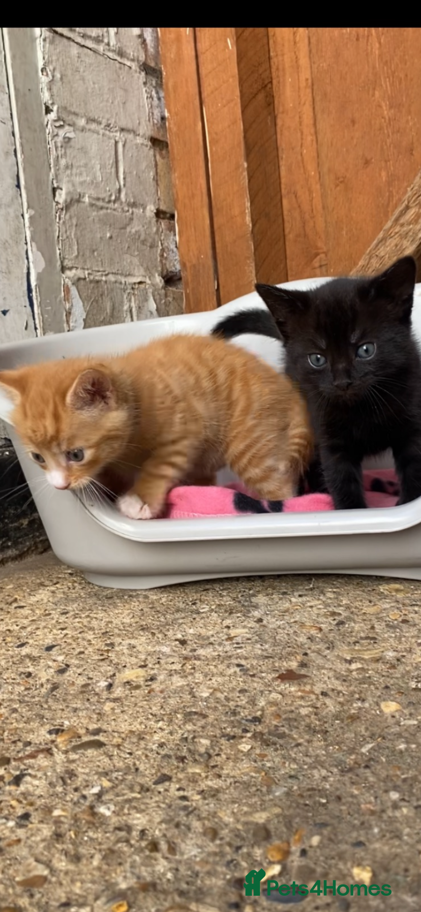 Mixed Breed cats Cute kittens - Advert 2