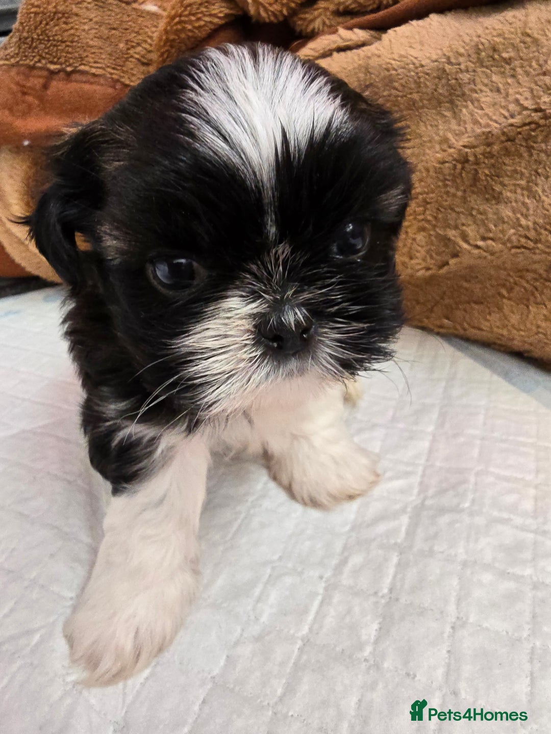 Shih Tzu dogs for sale: Hi my name is Maria  - Image 7