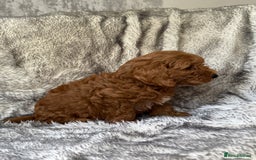 Cockapoo dogs for sale: ⭐️Cockapoo puppies F1b⭐️ - Image 3
