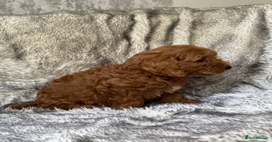 Cockapoo dogs - Advert 6