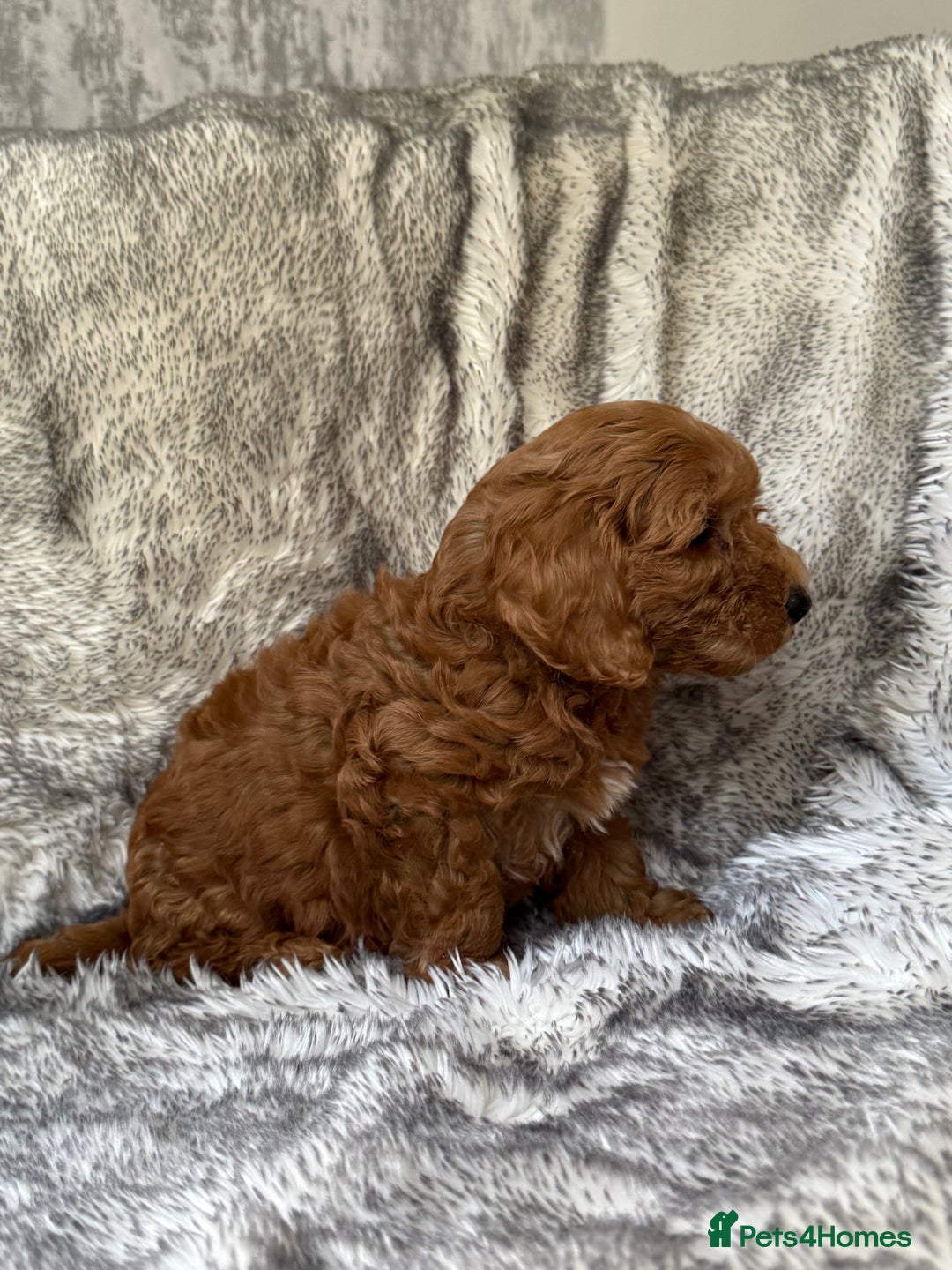 Cockapoo dogs for sale: ⭐️Cockapoo puppies F1b⭐️ - Image 3