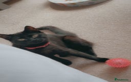 American Shorthair cats for sale: Luna needs a new home  - Image 5