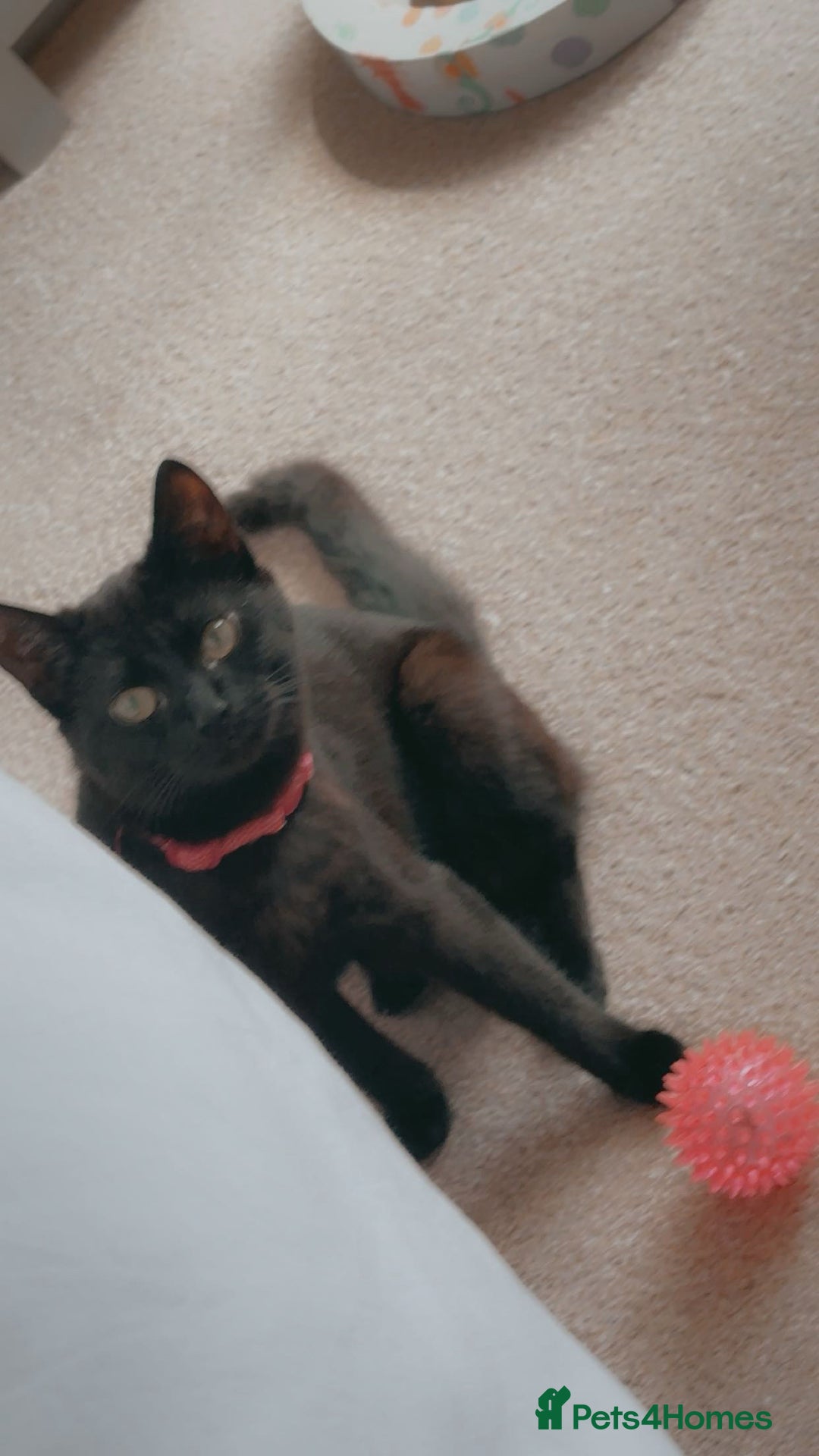 American Shorthair cats for sale: Luna needs a new home  - Image 5