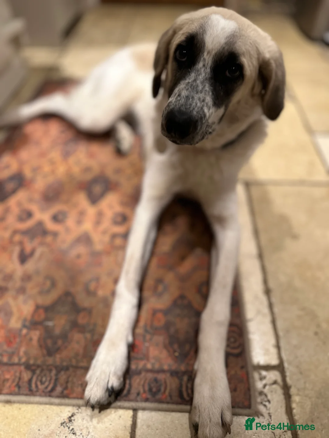 Mixed Breed dogs for adoption: Amara: Beautiful Soul Seeking a Family to Love - Advert 22