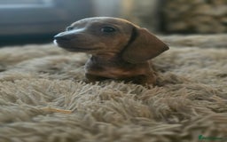 Miniature Dachshund dogs for sale: Minature Daschund - Image 6