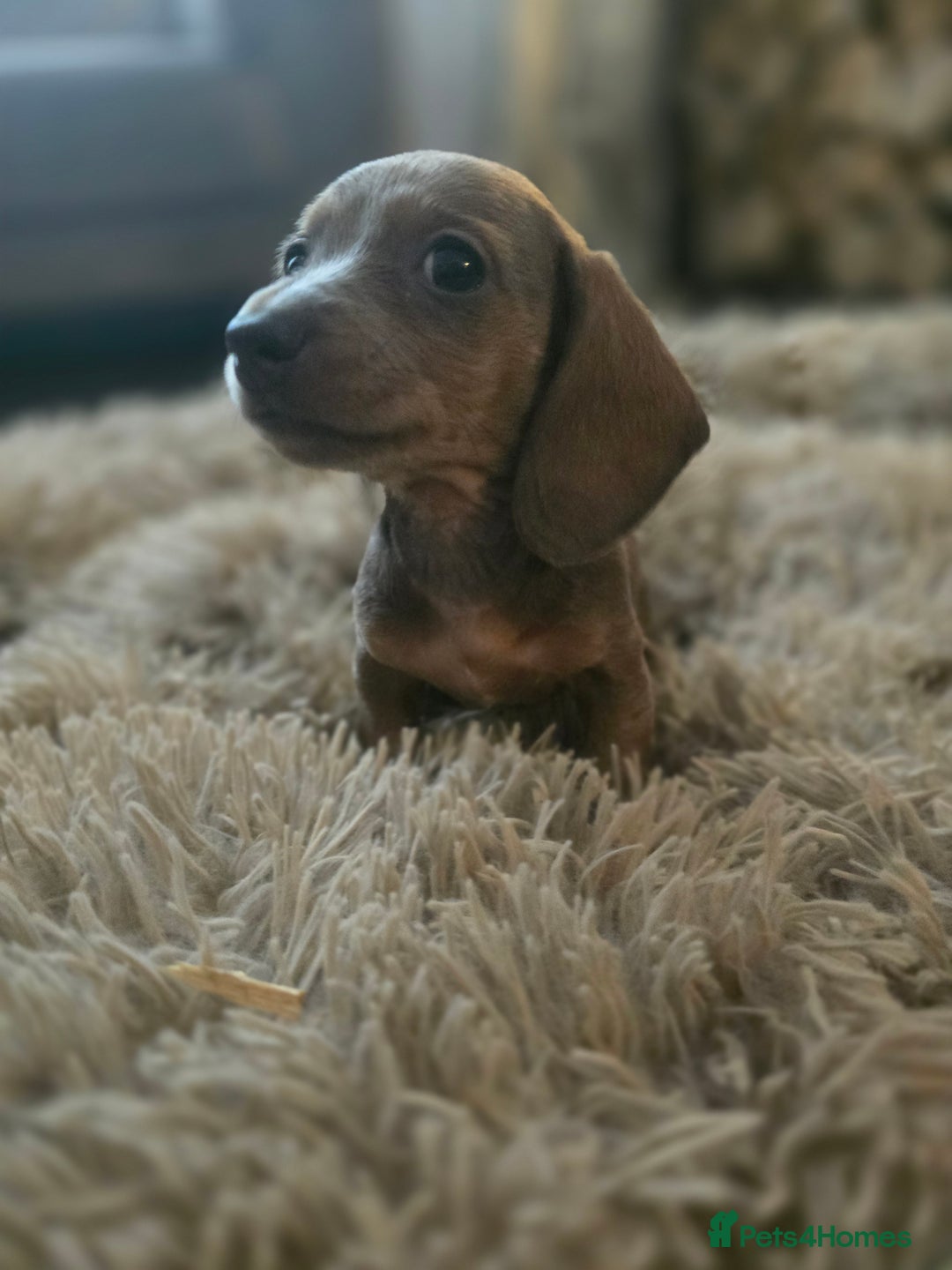 Miniature Dachshund dogs for sale: Minature Daschund - Image 6