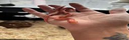 Corn Snake reptiles for sale: Baby corn snake  - Advert 2