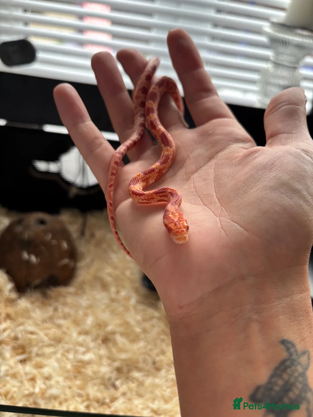 Corn Snake reptiles for sale: Baby corn snake  - Advert 2