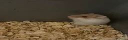 Hamster rodents for sale: Dwarf hamsters - Advert 4
