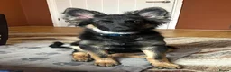 German Shepherd dogs for sale: Loving German Shepherd male - Advert 15