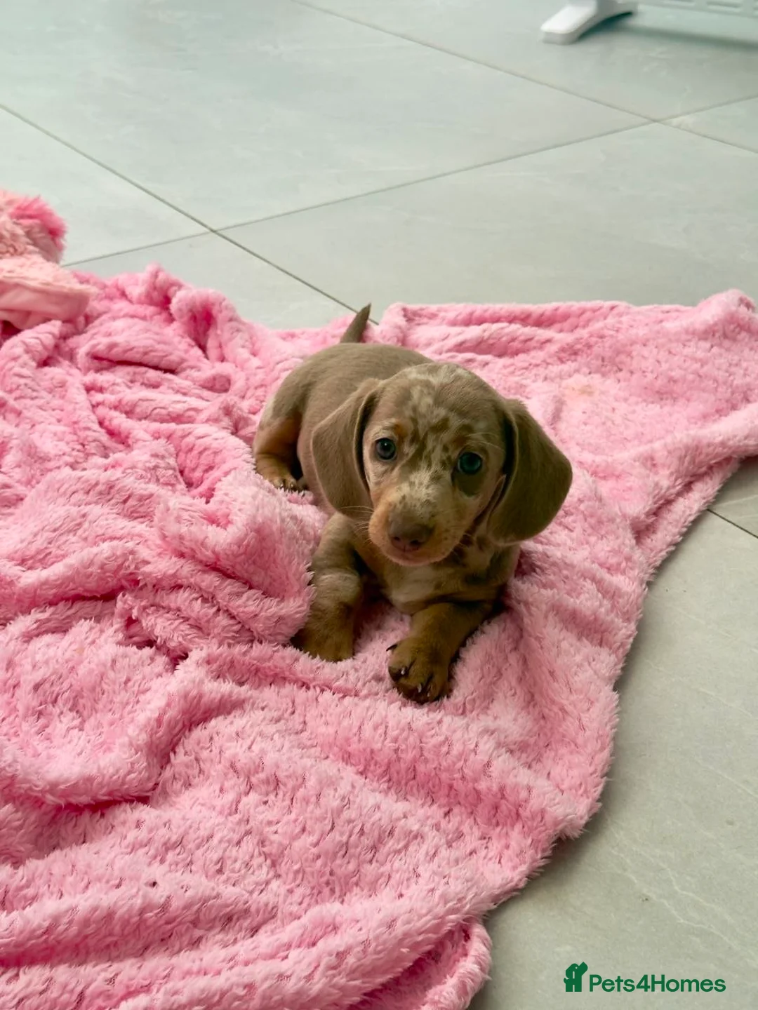 Miniature Dachshund dogs for sale: Adorable puppies in Edinburgh - Advert 5