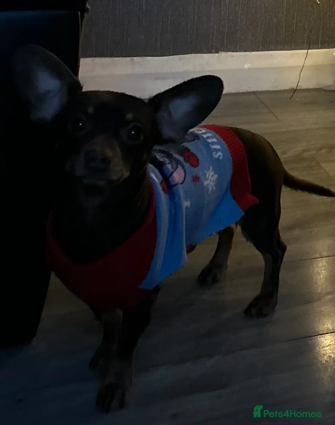 Chiweenie dogs for sale: Chiweenie in Liverpool - Advert 4