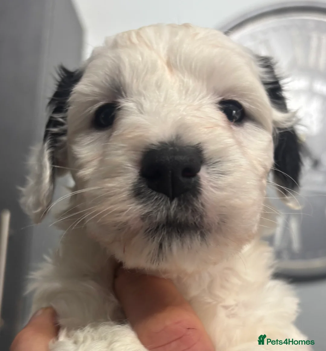 Mixed Breed dogs for sale: Shihpoo puppies - Advert 19