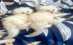 Scottish Fold cats for sale: Lovley Scottish fold and straight kittens. - Image 3