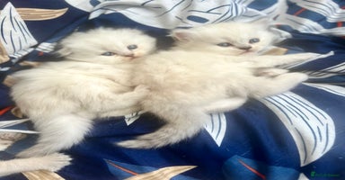 Scottish Fold cats - Advert 15