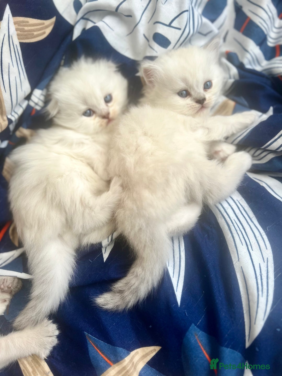 Scottish Fold cats for sale: Lovley Scottish fold and straight kittens. - Image 3