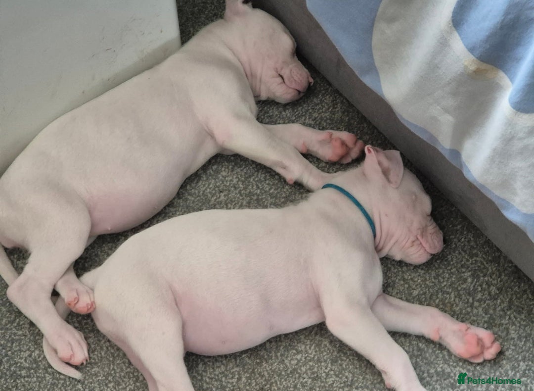 American Bulldog dogs for sale: American bulldog pups - Image 2