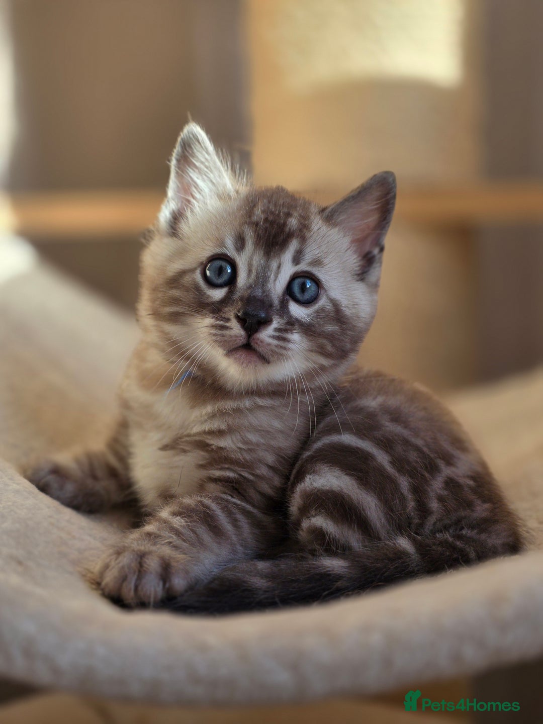 Bengal cats for sale: ❄️ Gorgeous Snow and Charcoal Bengals ❄️  - Advert 38