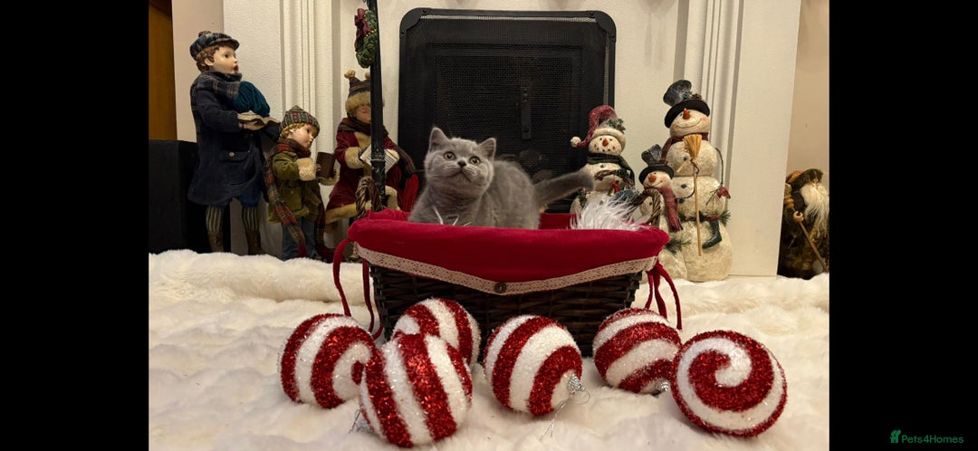 British Shorthair cats for sale: British shorthair kittens for sale ready* **  Eve* - Advert 8