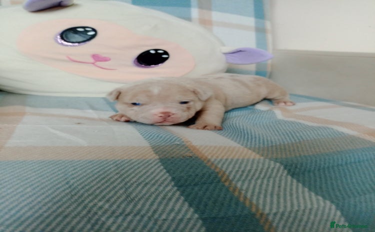 American Bully dogs - Advert 2