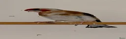 Finches birds for sale: Goldfinch  - Advert 5
