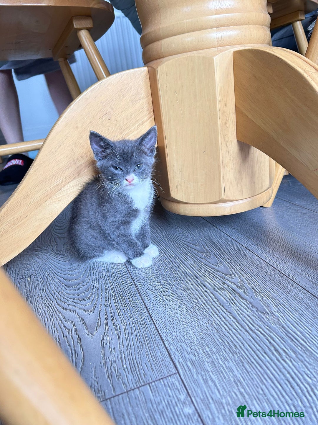 Mixed Breed cats for sale: Joyful kitten ❤️😈😆😍 - Advert 10