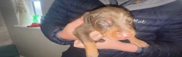 Dobermann dogs for sale: Beautiful Doberman puppues - Advert 4