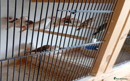 Finches birds for sale: 20 Pairs Zebra Finches  - Image 9