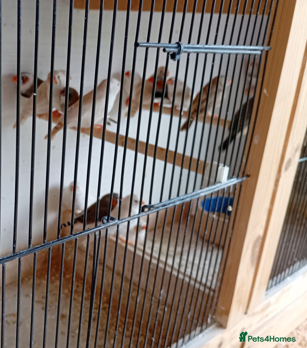 Finches birds for sale: 20 Pairs Zebra Finches  - Image 9