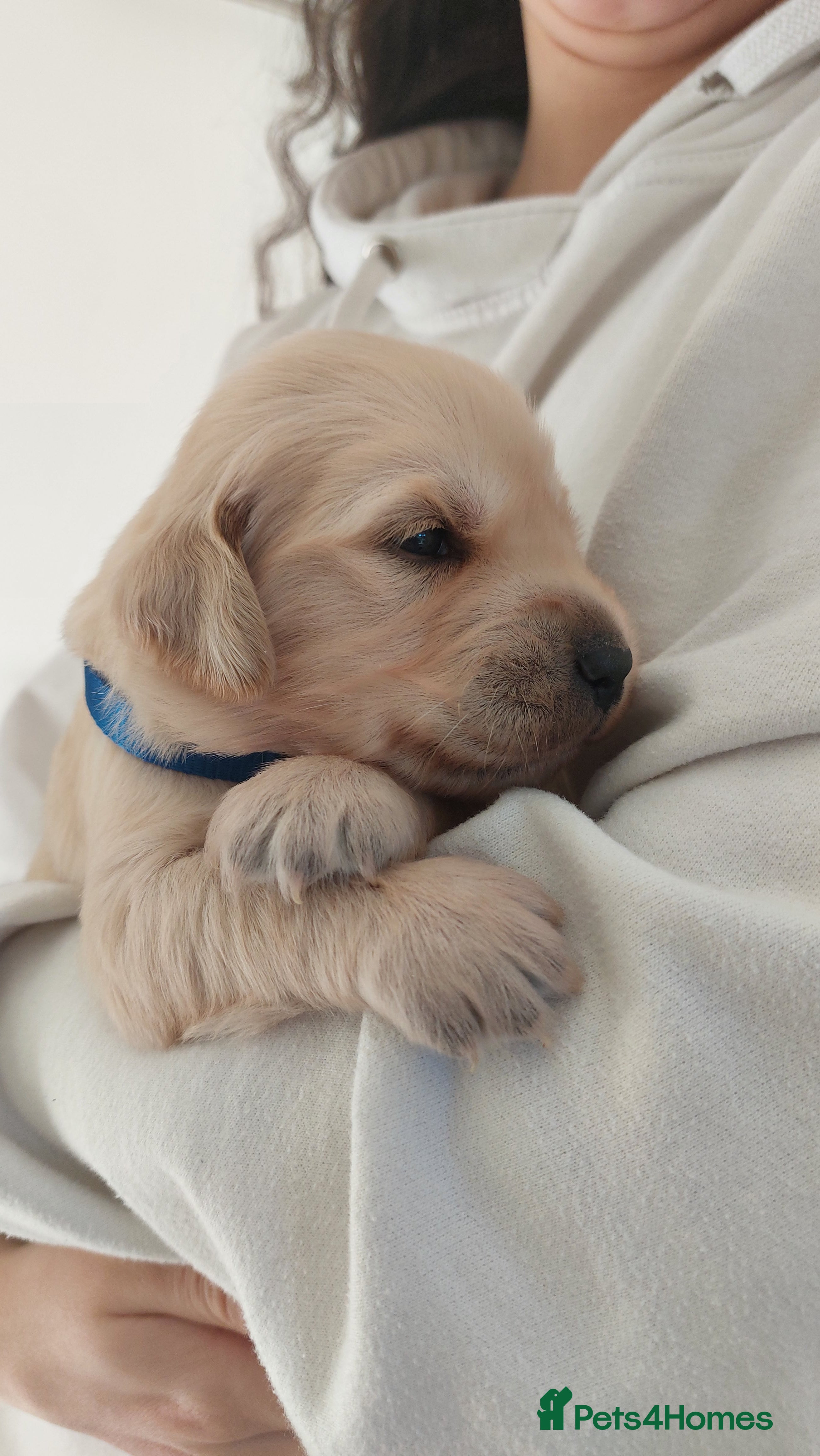 Golden Retriever dogs Golden Retriever Puppies - Advert 8