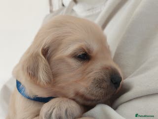 Golden Retriever dogs Golden Retriever Puppies - Advert 8