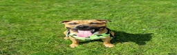 Staffordshire Bull Terrier dogs for stud: Cody - Staffy in Edinburgh - Advert 2