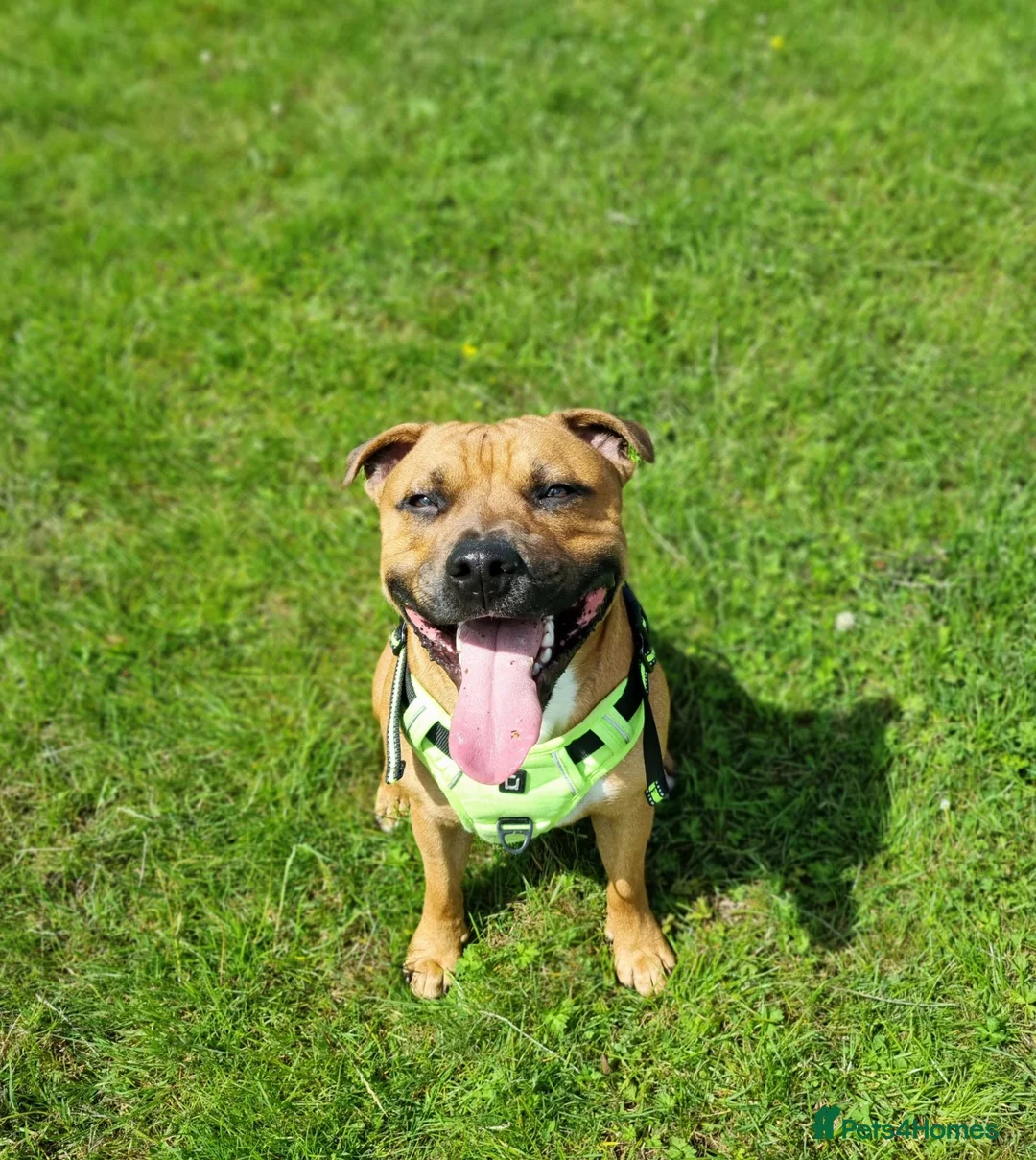 Staffordshire Bull Terrier dogs for stud: Cody - Staffy in Edinburgh - Advert 2